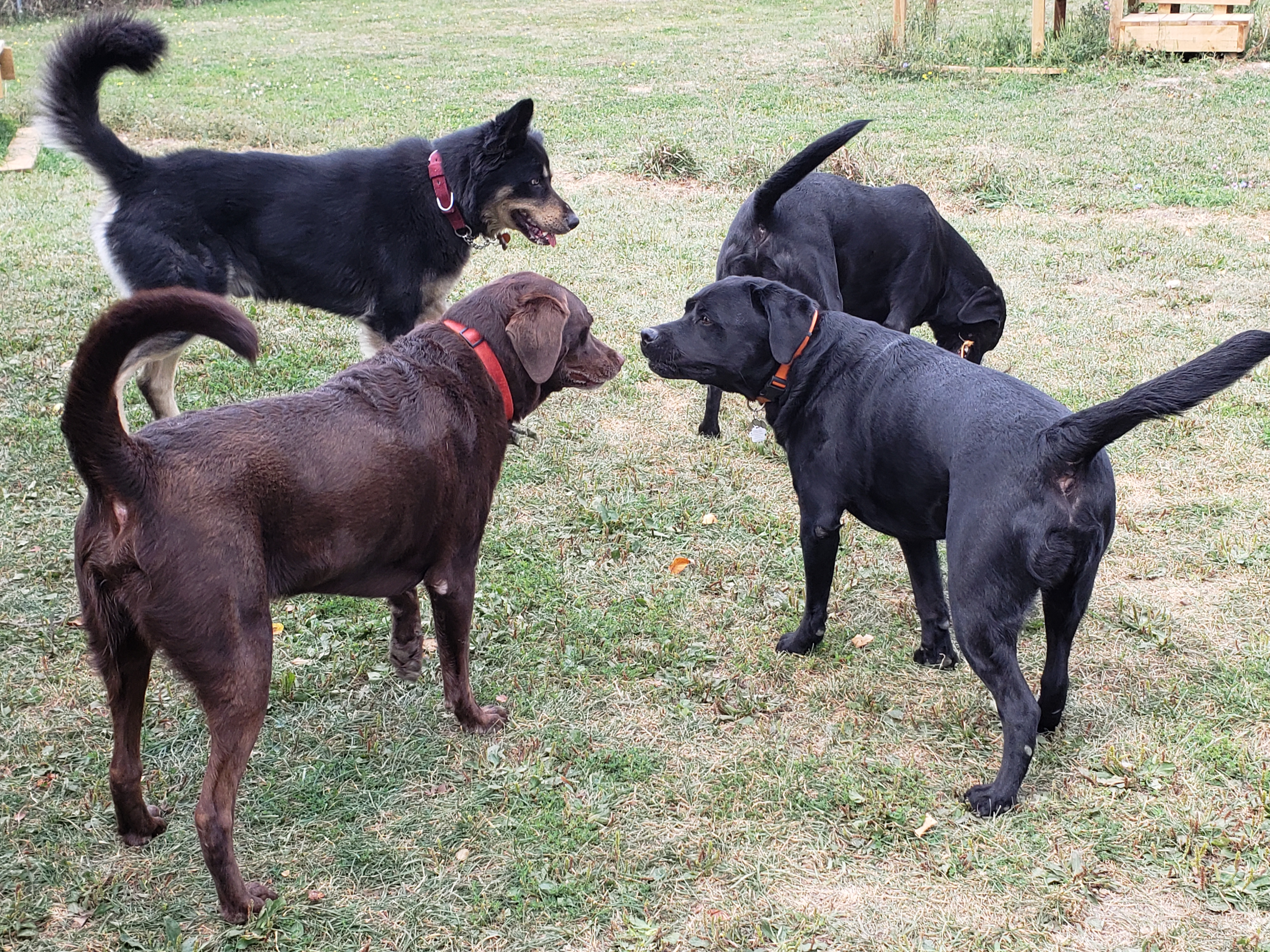 Small, supervised dog daycare groups at Loyalist Barkway