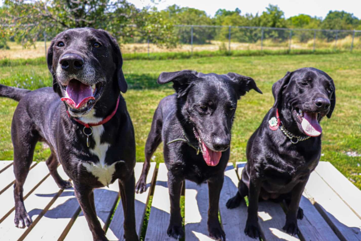 3 dogs stand at attention during their day of daycare.