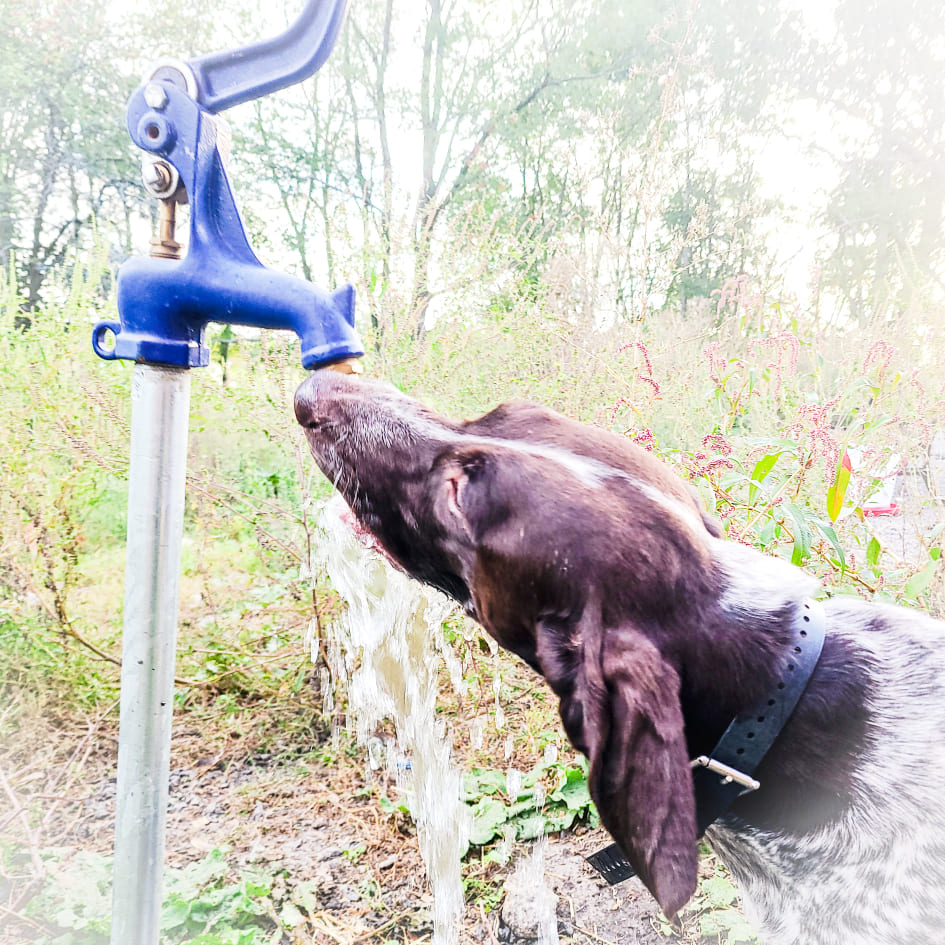 Pointer drinking water.