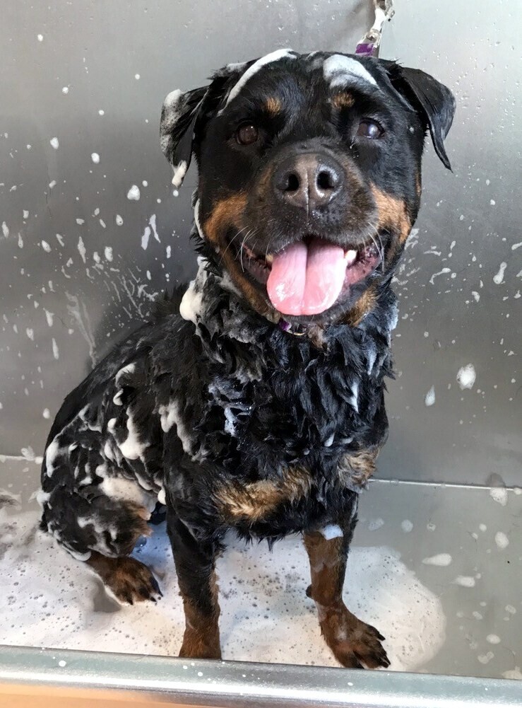 Rottweiler receiving a calm, professional bath at The Loyalist Barkway in Kingston