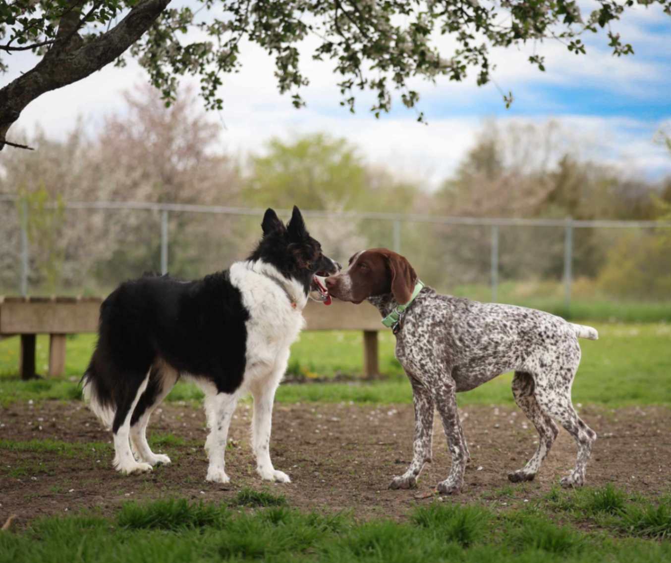 Two dogs standing nose-to-nose in a calm outdoor kennel greeting.