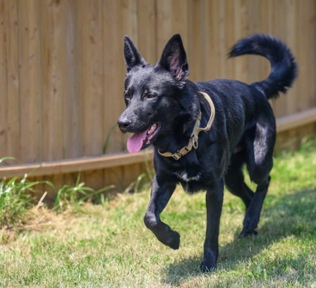 Black shepherd-type dog walking calmly across grass in a fenced yard.