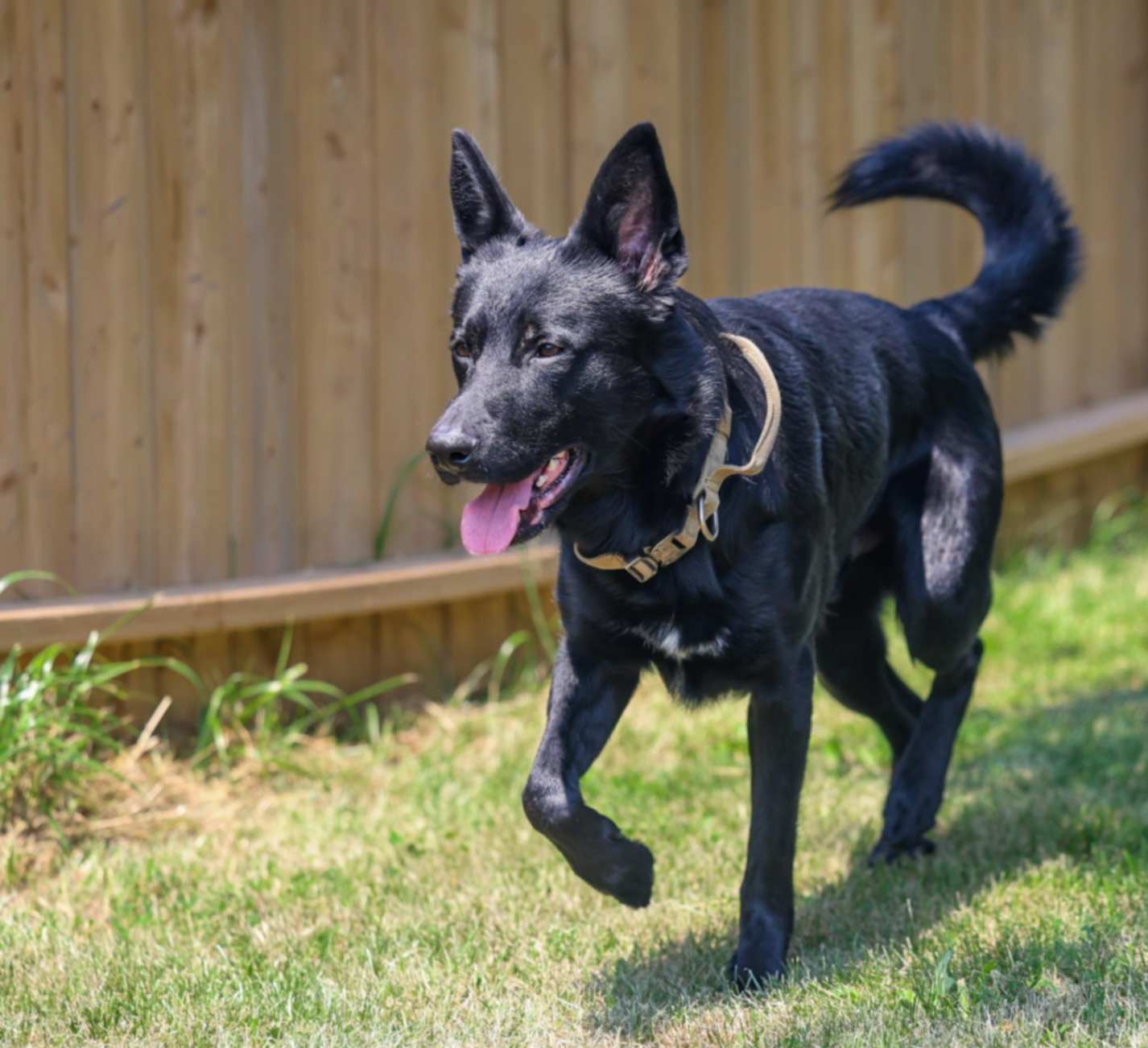 Black shepherd-type dog walking calmly across grass in a fenced yard.