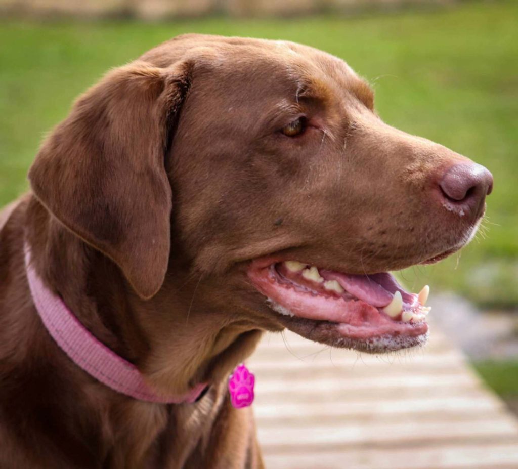 Side profile of a chocolate Labrador retriever outdoors with mouth open and relaxed expression.