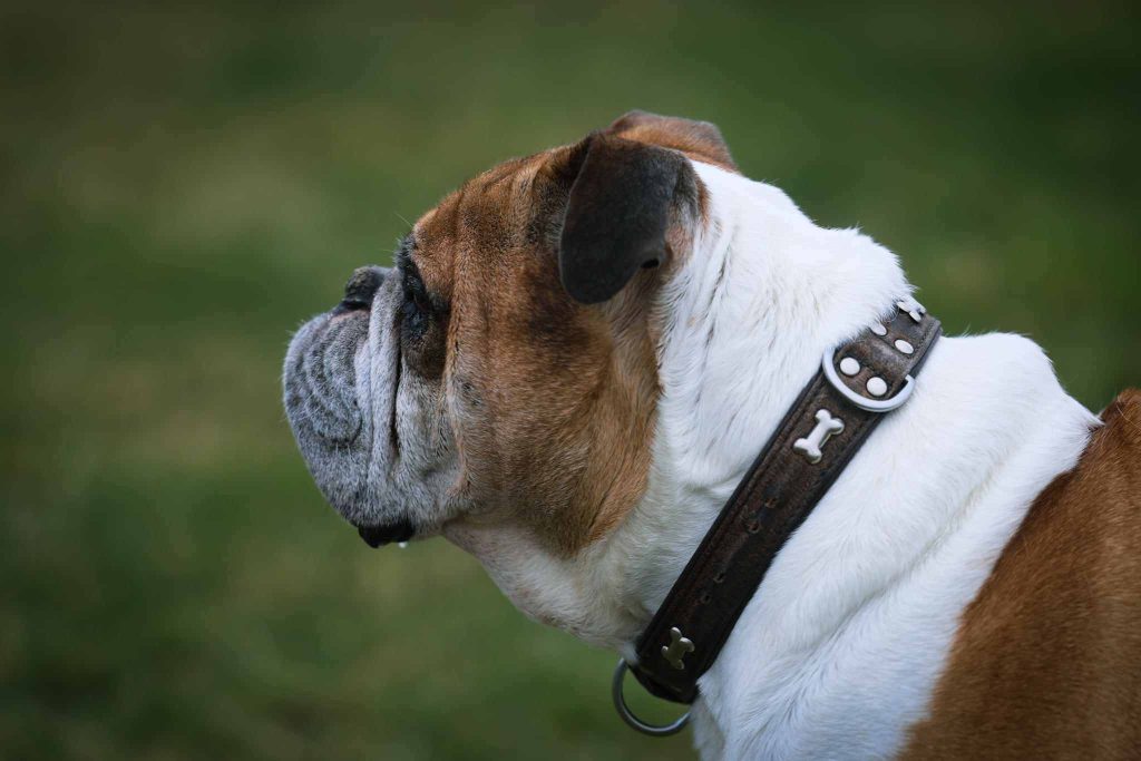 English bulldog in side profile outdoors, wearing a collar and calmly observing surroundings.