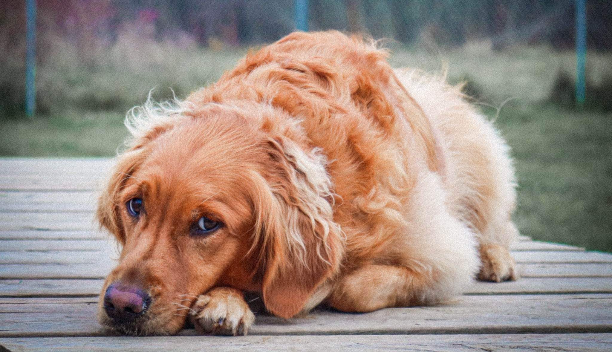 Dog resting in the shade during structured daycare at The Loyalist Barkway