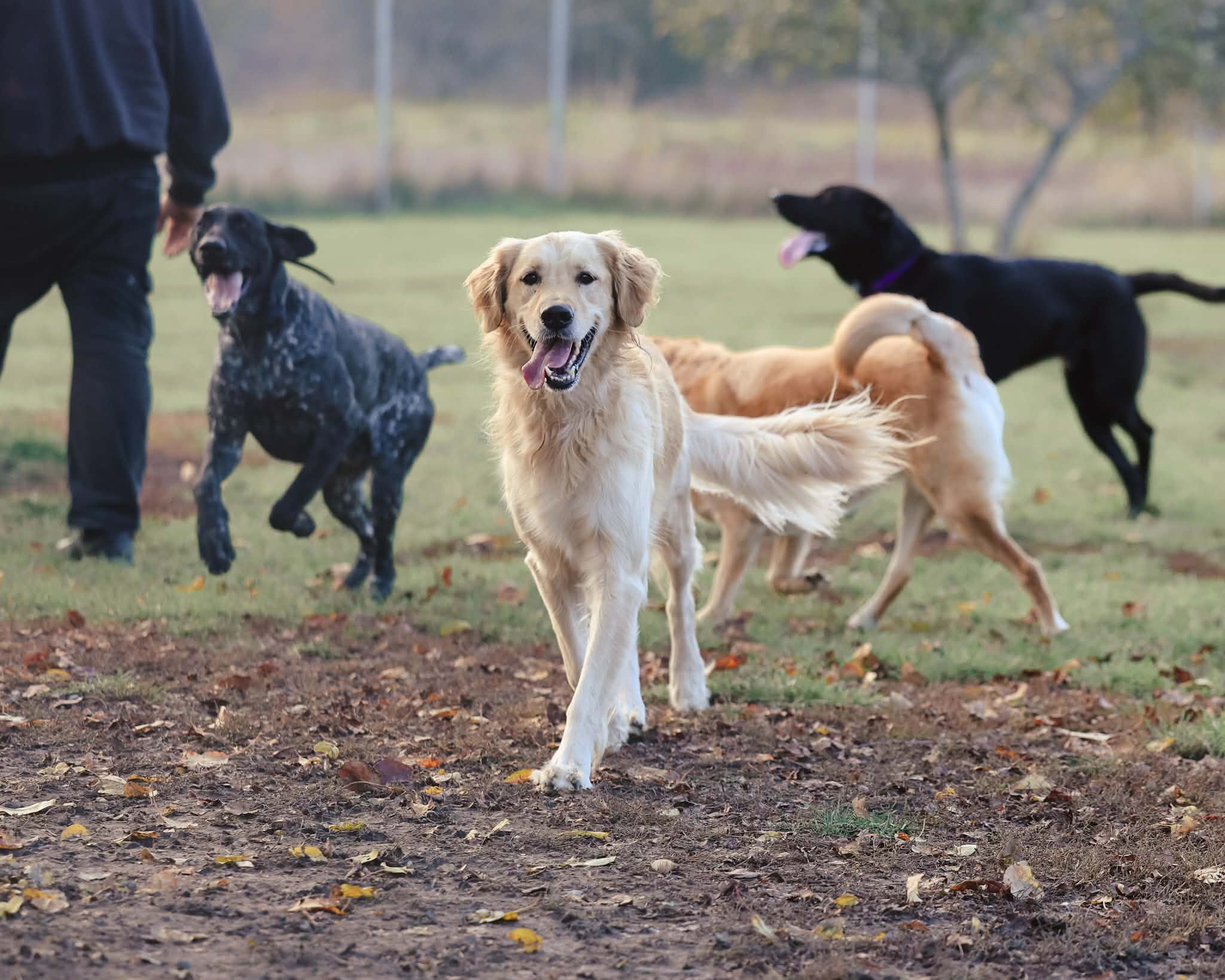Supervised outdoor doggie daycare play in Bath, Ontario