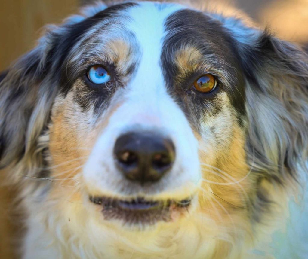 Close-up of an Australian Shepherd with one blue eye and one brown eye, looking calmly at the camera.