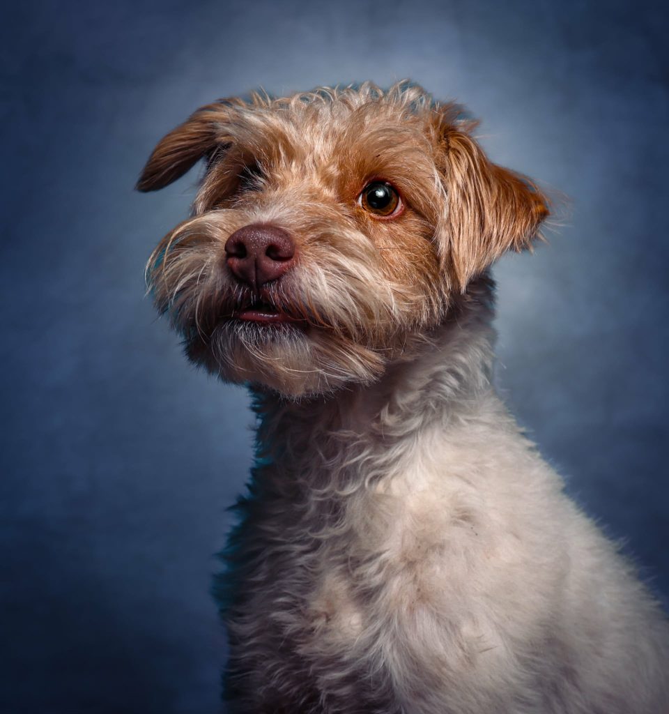 Small terrier-type dog in a studio-style photo looking slightly off-camera