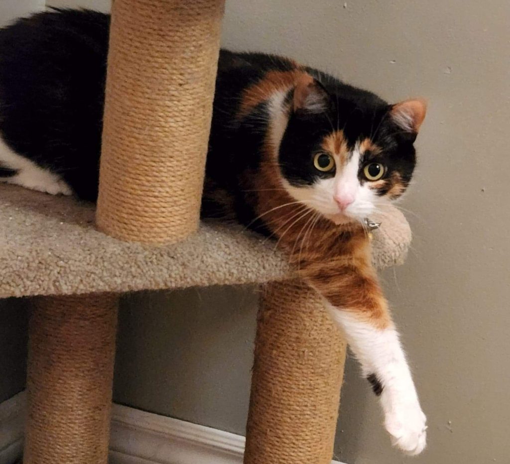 Cat relaxing in a private boarding room in the Kingston region