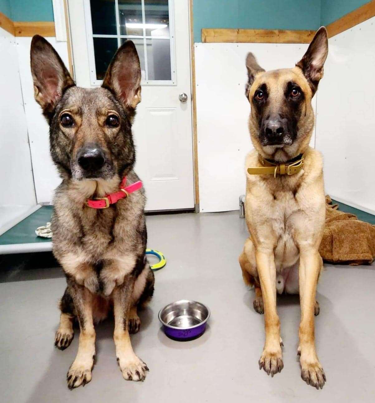 Premium private dog boarding suites can accommodate multi-dog families