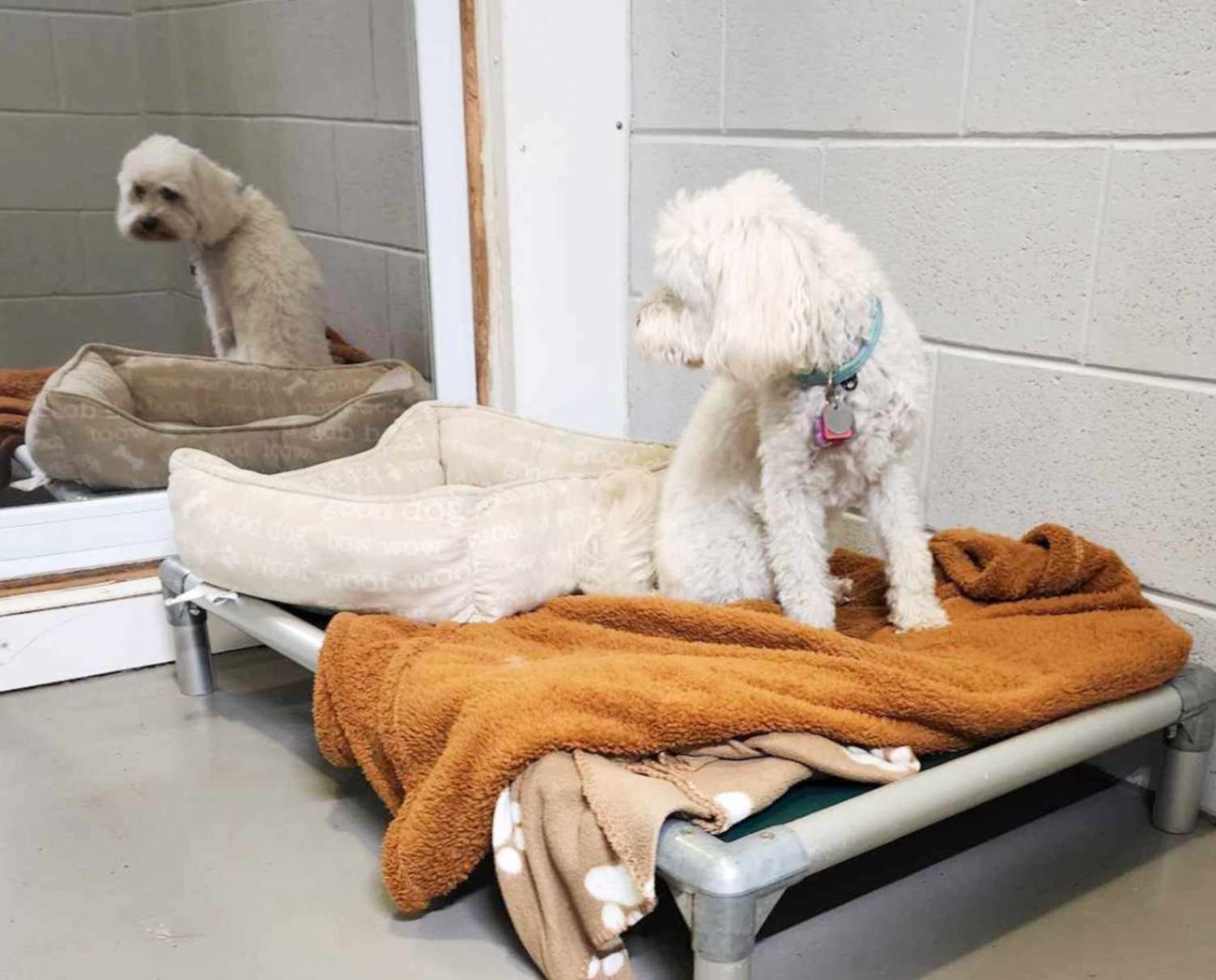 Spacious private dog boarding room designed for comfort and low stress