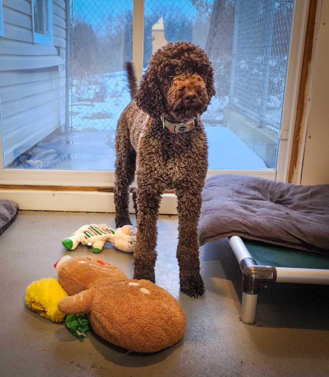 Premium private dog boarding suites all come with a Kuranda raised, chew-proof dog bed.