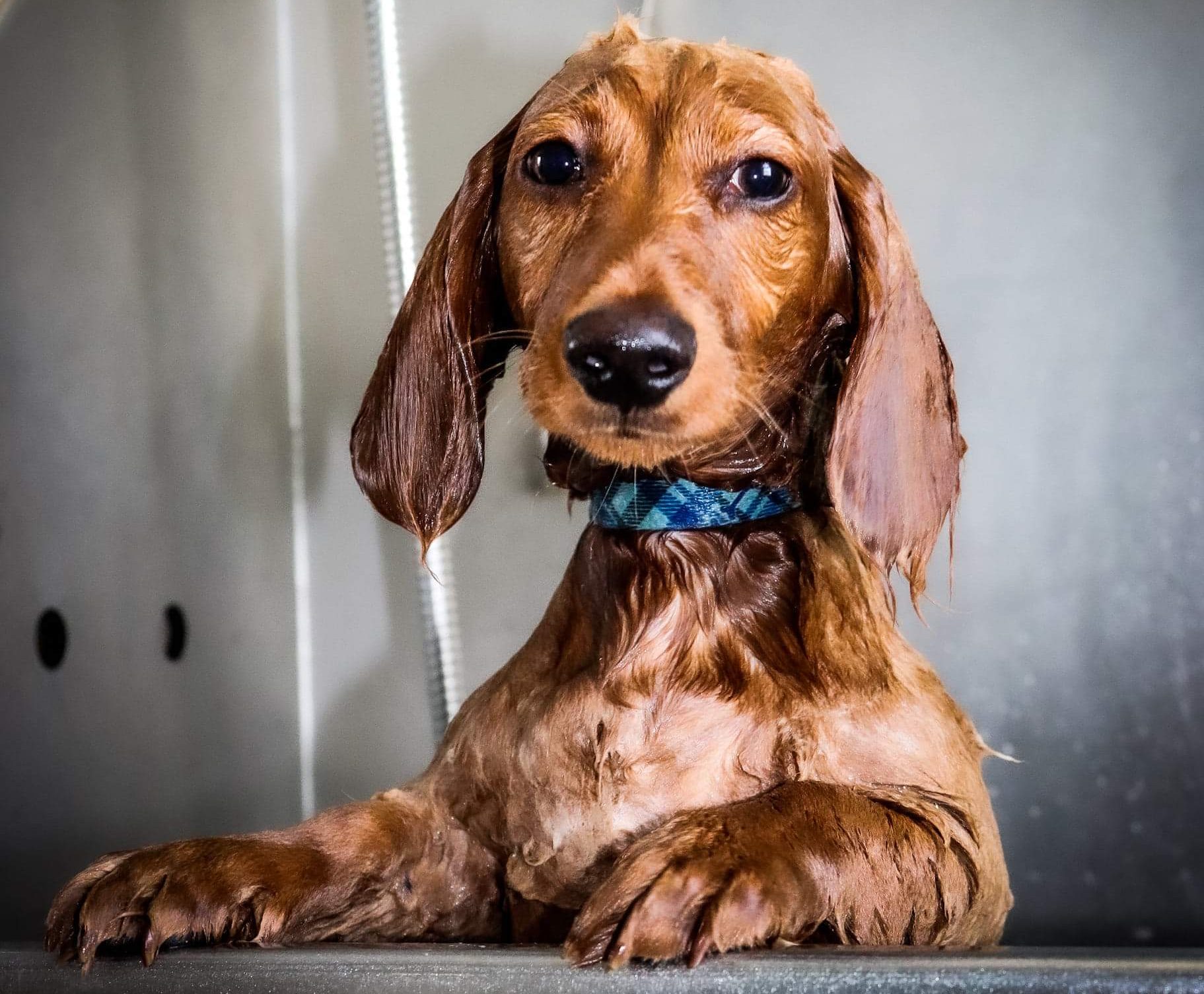 Stress-free dog bathing at The Loyalist Barkway grooming salon in Kingston
