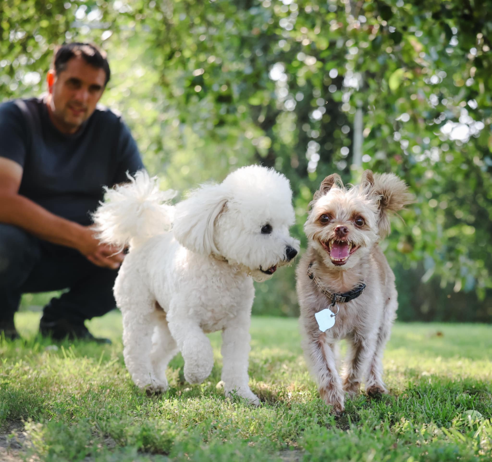 Supervised doggie daycare in Bath, Ontario serving the Kingston region