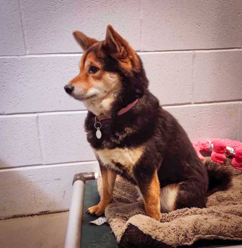 A dog sitting on a bed waiting for a Kong filled with peanut butter.