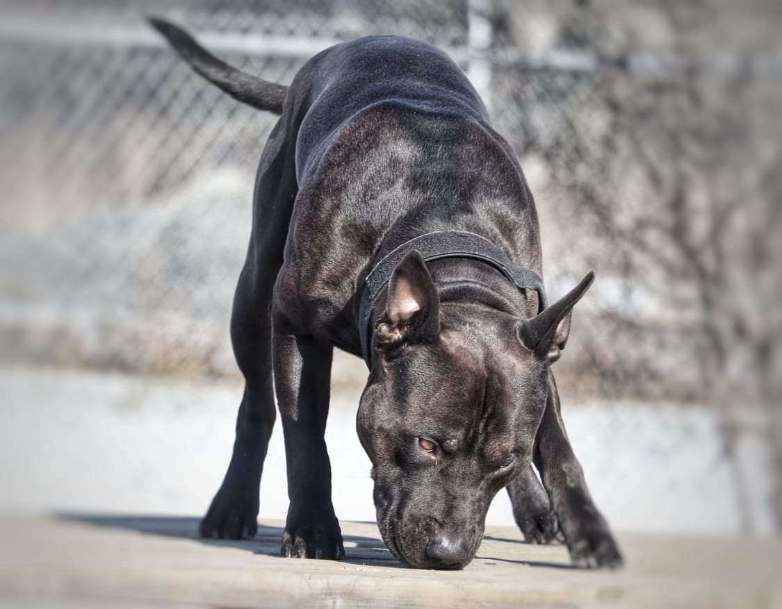 A dog sniffs at the deck of the raised platform.
