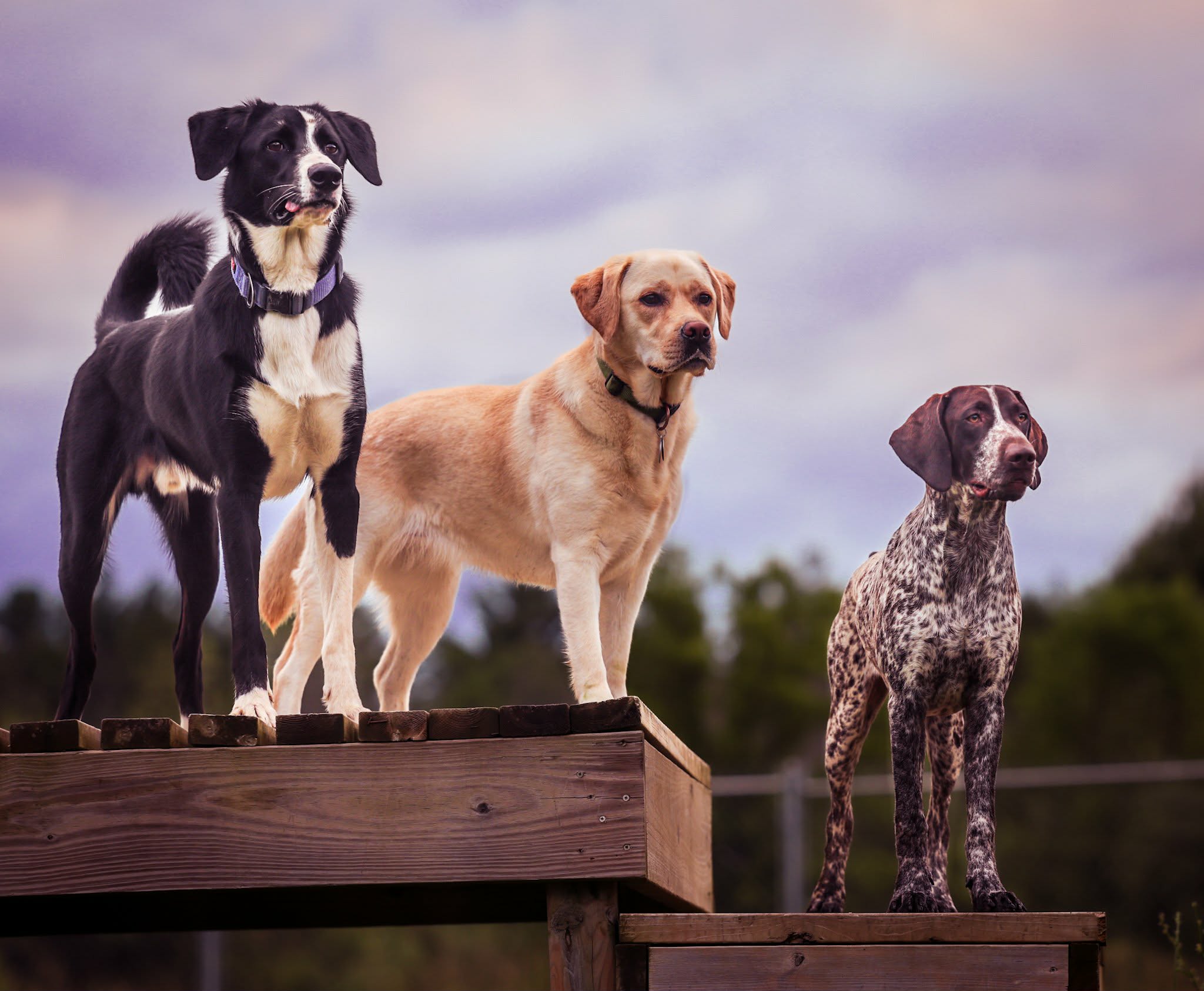 Three dogs standing calmly on raised platforms while observing activity in an outdoor yard