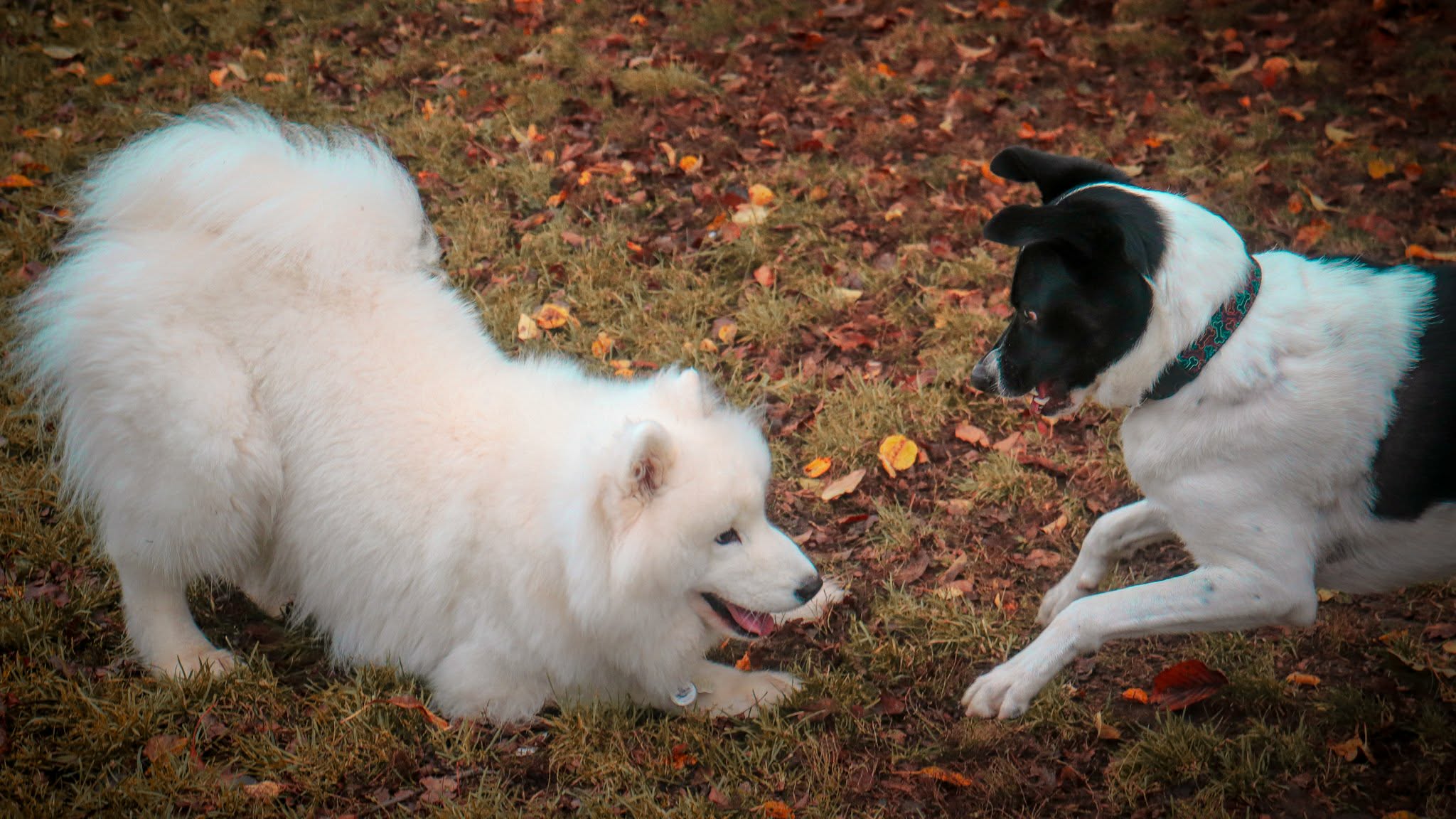 Two dogs engaging in a play bow during structured outdoor play at The Loyalist Barkway