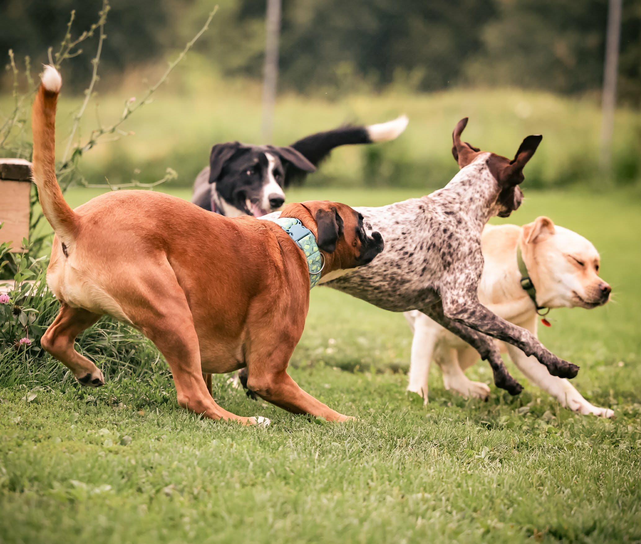 Group of dogs running together during supervised outdoor play in a grassy yard