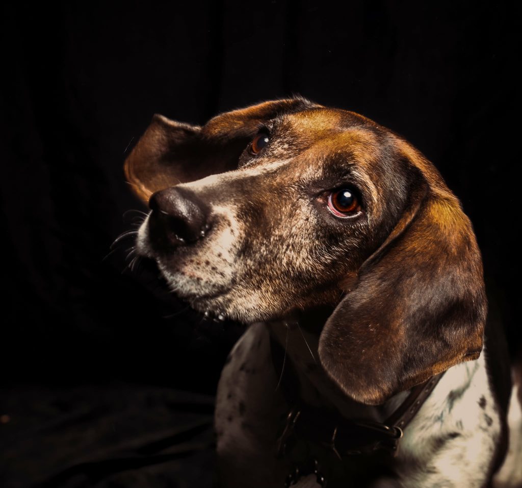Hound-type dog in a low-light studio portrait looking toward the camera
