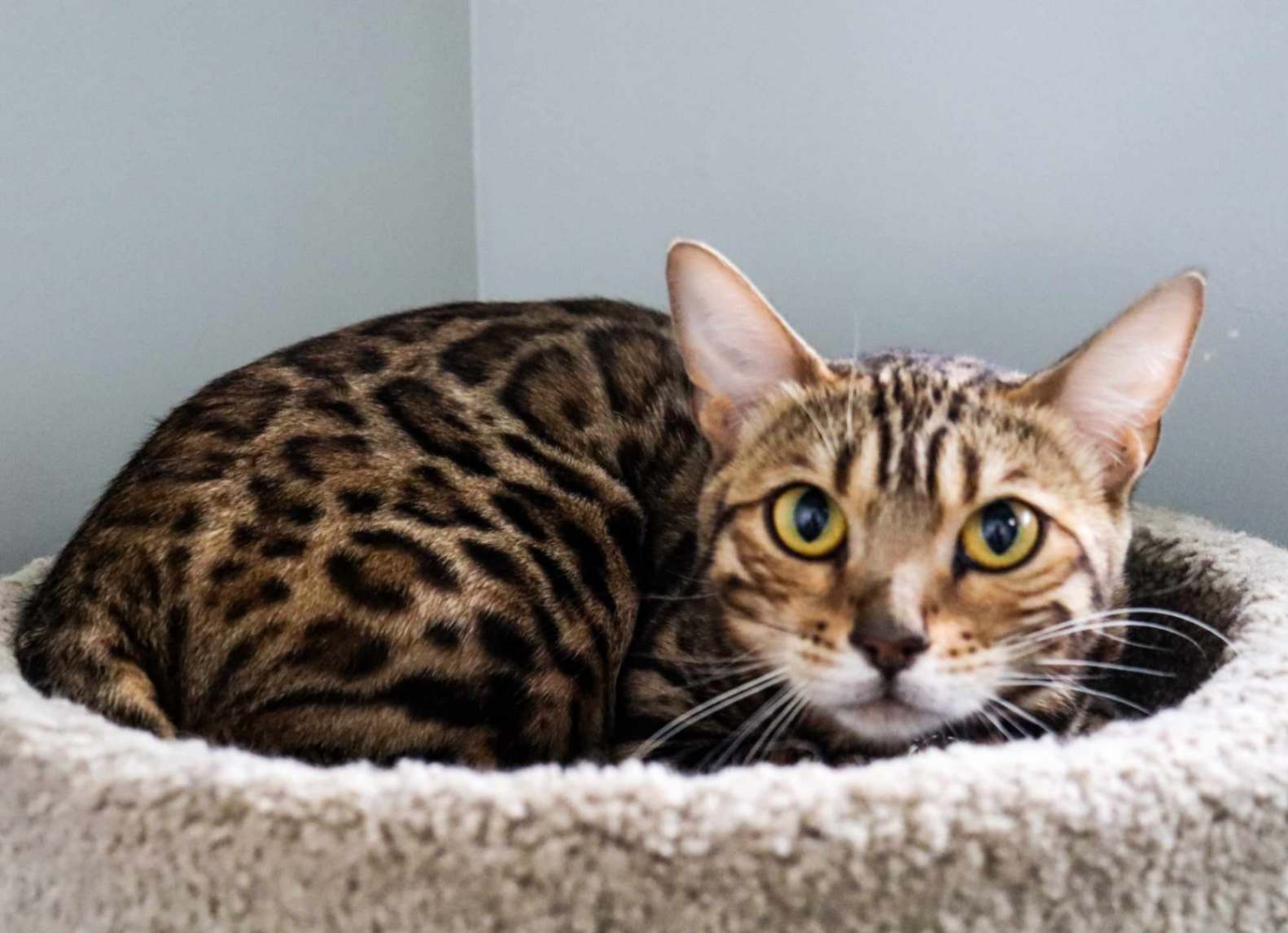 A beautiful Bengal cat with a distinct spotted coat curled up in a beige fluffy cat bed, looking at the camera with yellow-green eyes.