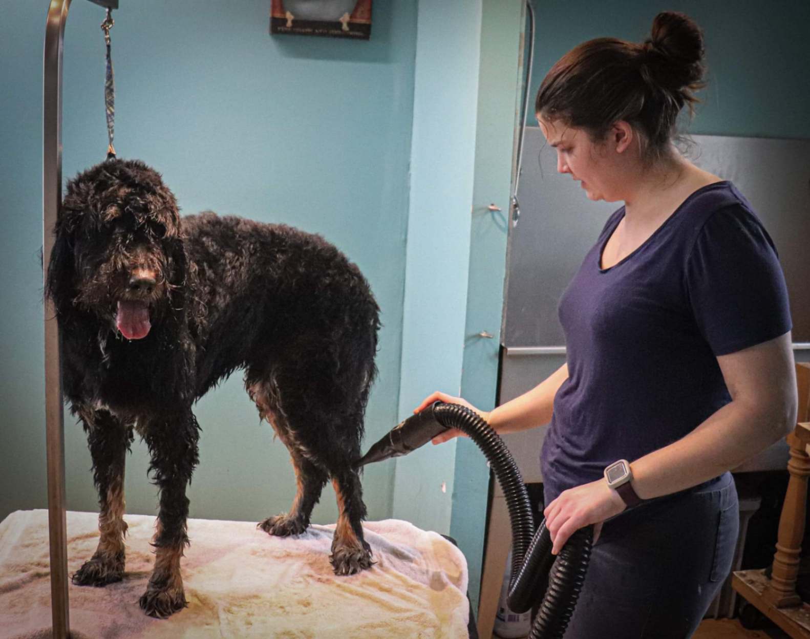 A professional groomer using a high-velocity dryer on a large, wet black Goldendoodle on a grooming table.