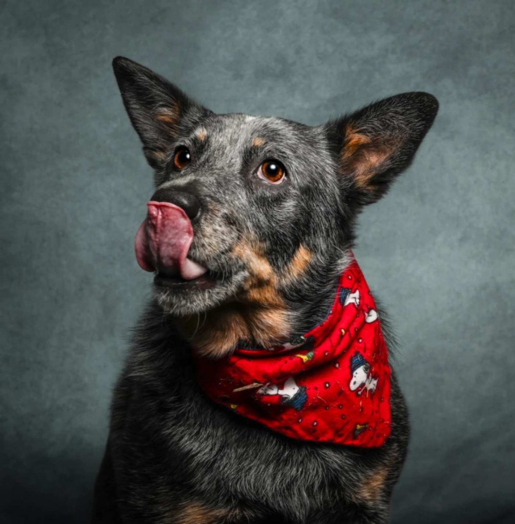 blue heeler dog portrait bandana calm focus.jpg