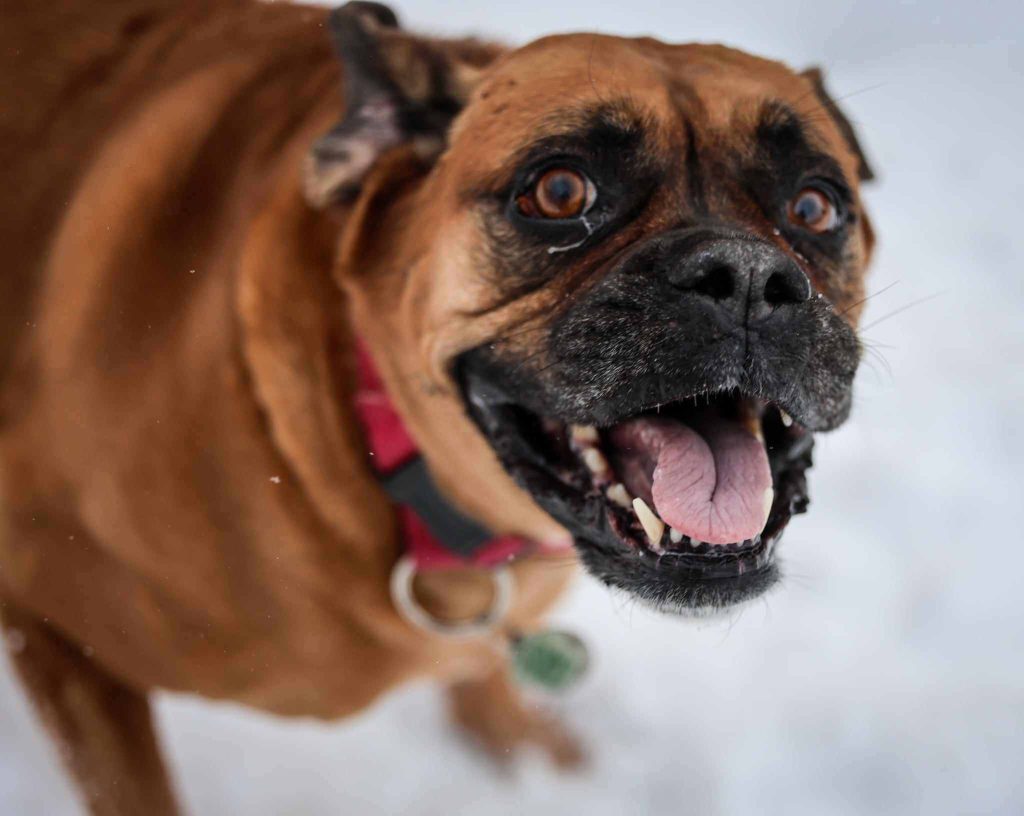 Boxer-type dog with mouth open and tongue out, excited in the snow.