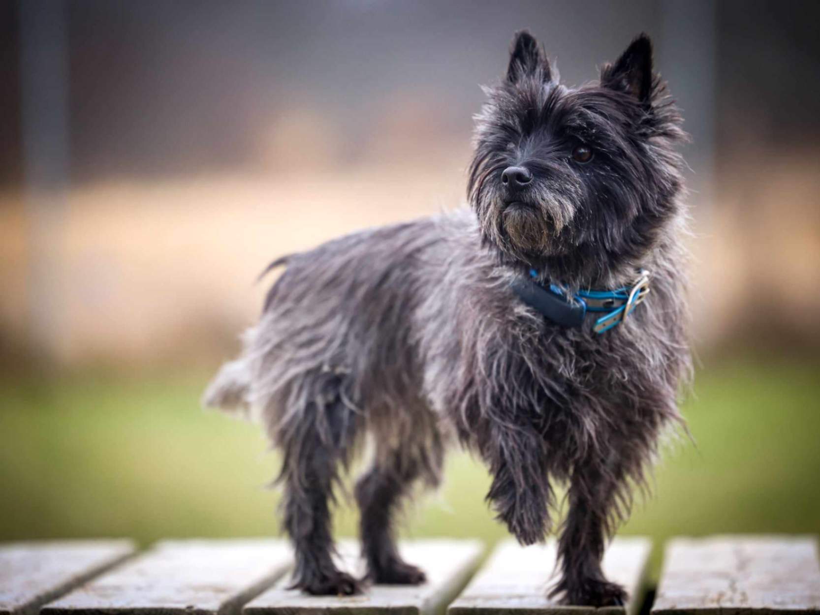 A dark grey Cairn Terrier standing on a wooden platform, looking alertly to the side.