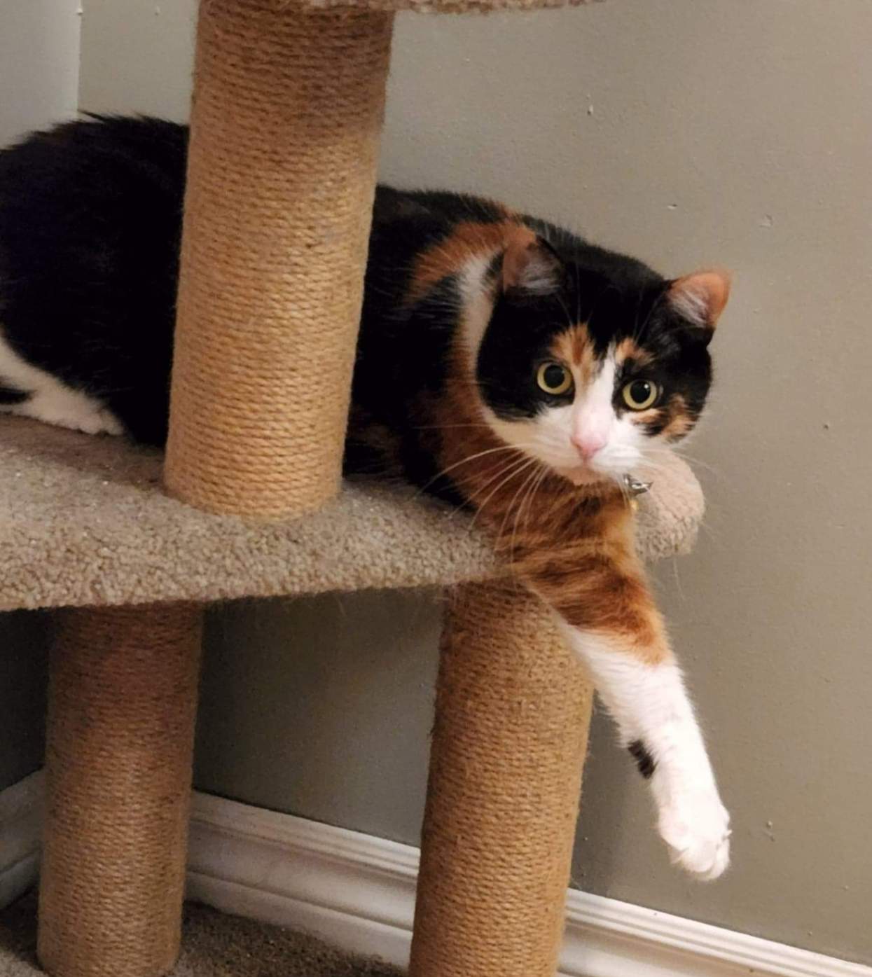 A calico cat with black, orange, and white patches resting on a beige cat tree, looking at the camera.