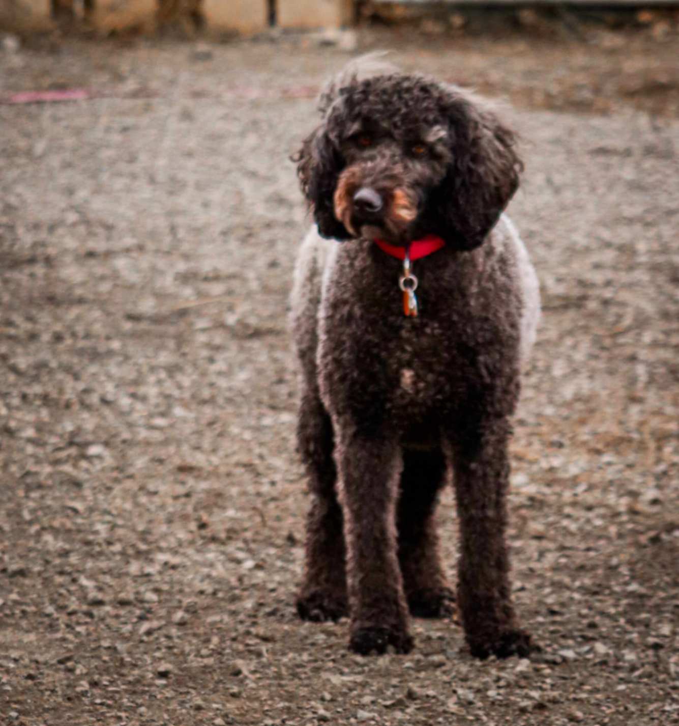 curly coated dog standing gravel yard calm.jpg