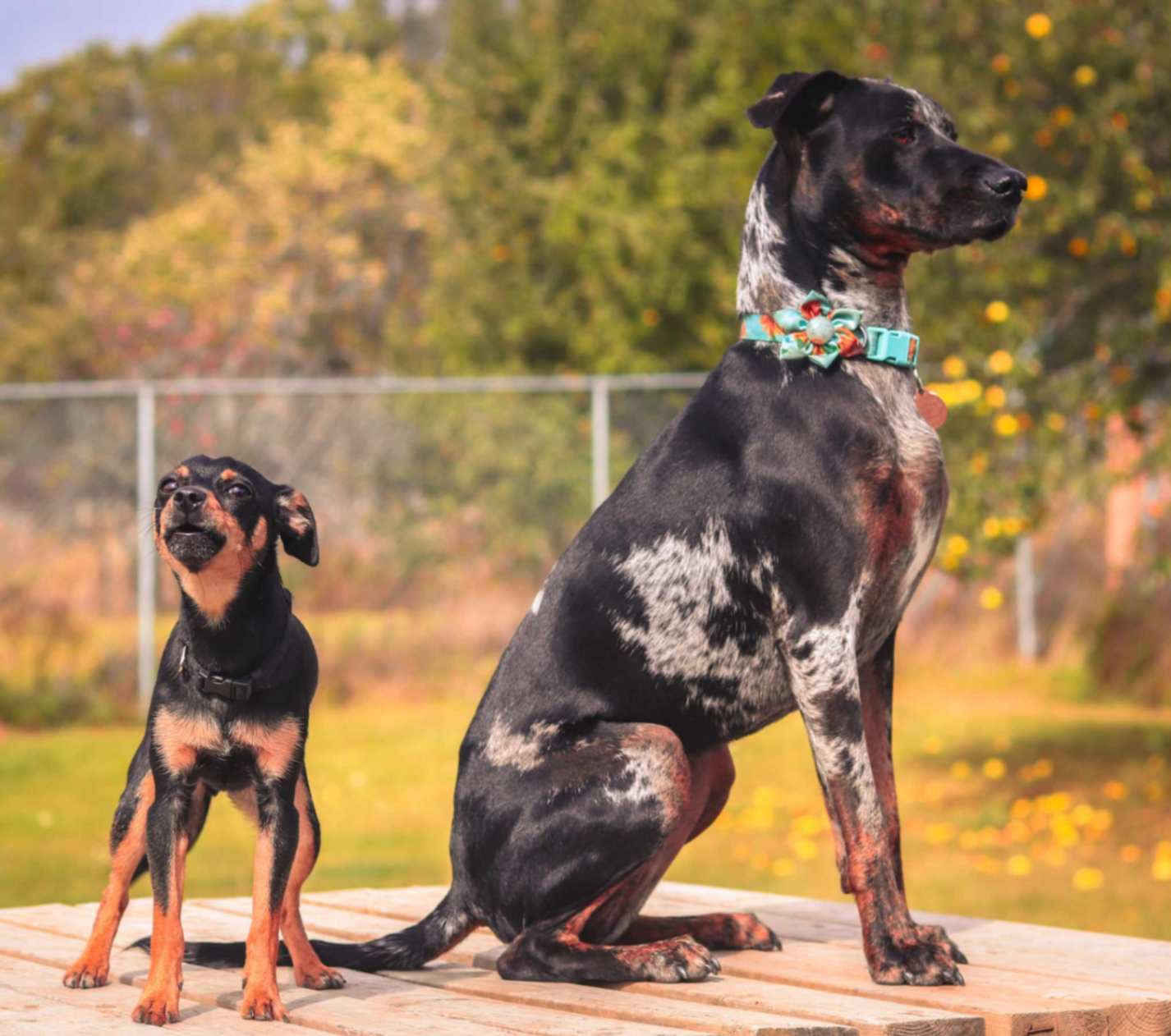 Two dogs of very different sizes sitting on a raised platform in a controlled outdoor yard, demonstrating calm separation rather than direct play.