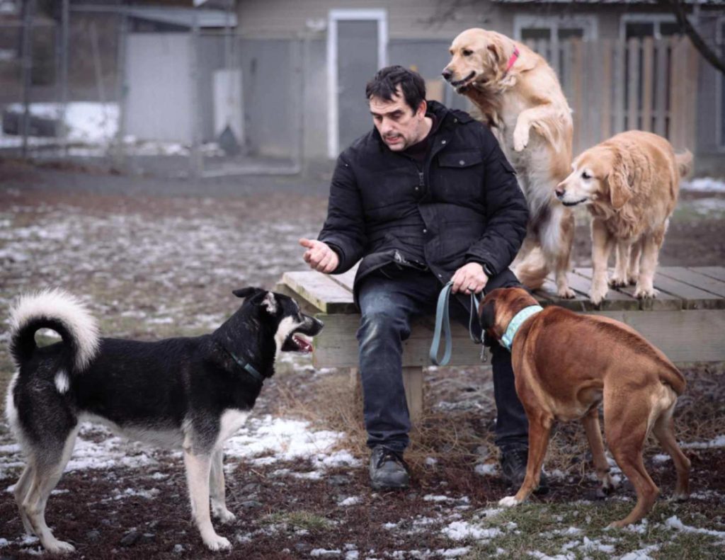 John supervising several dogs interacting around raised platforms in an outdoor yard.
