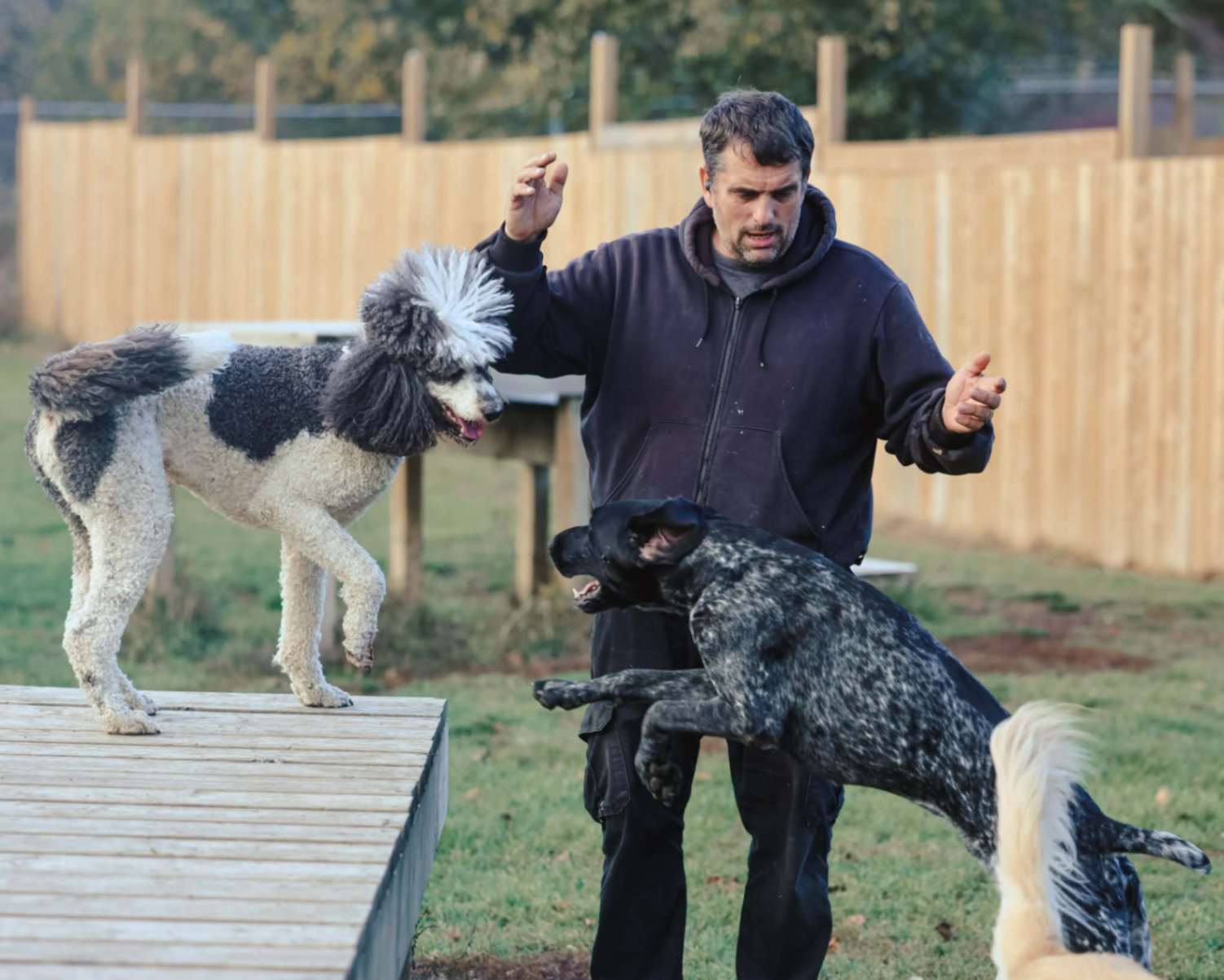 John watching a GSP dog jump up toward a Poodle on a platform.