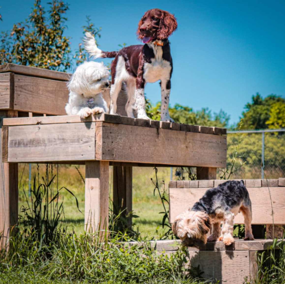Small dogs exploring raised platforms in an outdoor enrichment yard