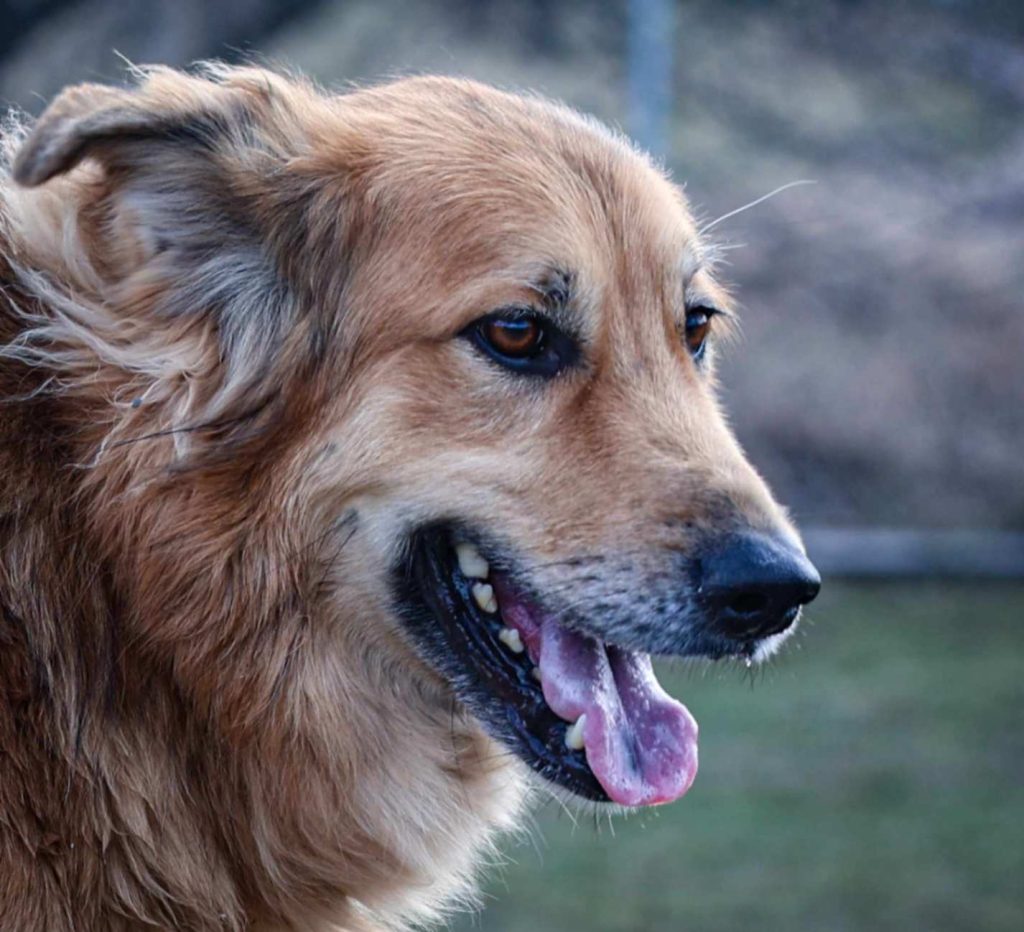 Golden retriever outdoors at a dog boarding kennel in profile with mouth open and tongue out.