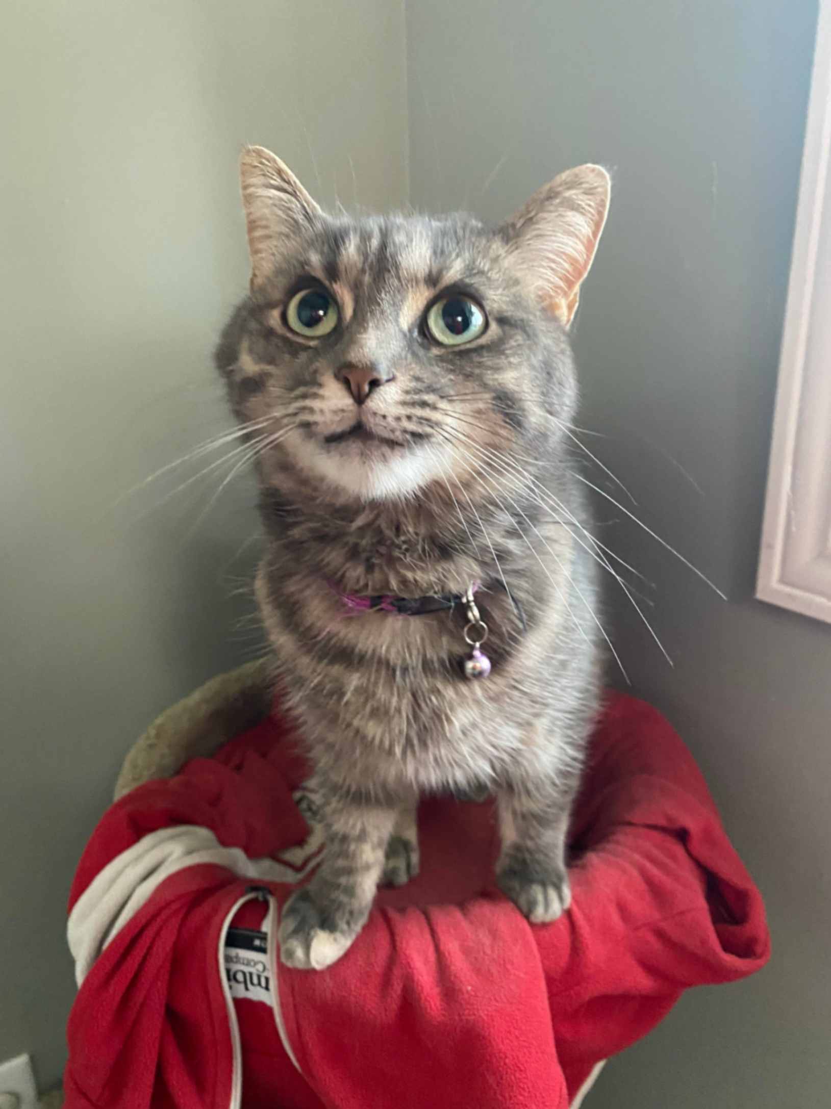 A grey tabby cat with green eyes standing on a red piece of clothing, wearing a purple collar with a small bell.