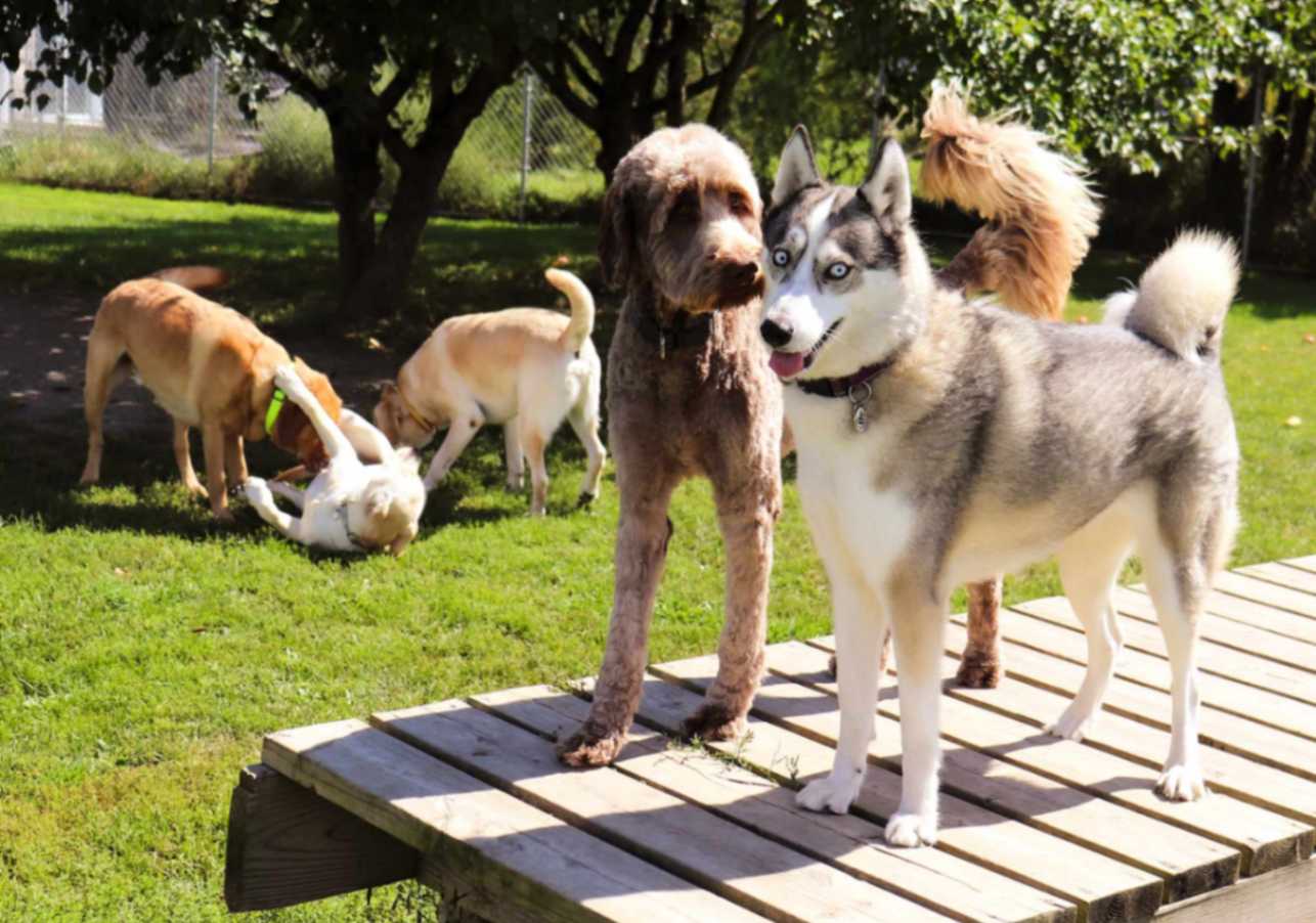 Several dogs in a social group interacting and playing in a grassy yard with raised platforms.