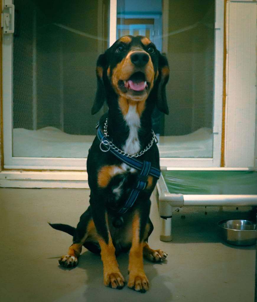 Hound-type dog sitting calmly inside a kennel space, wearing a harness.