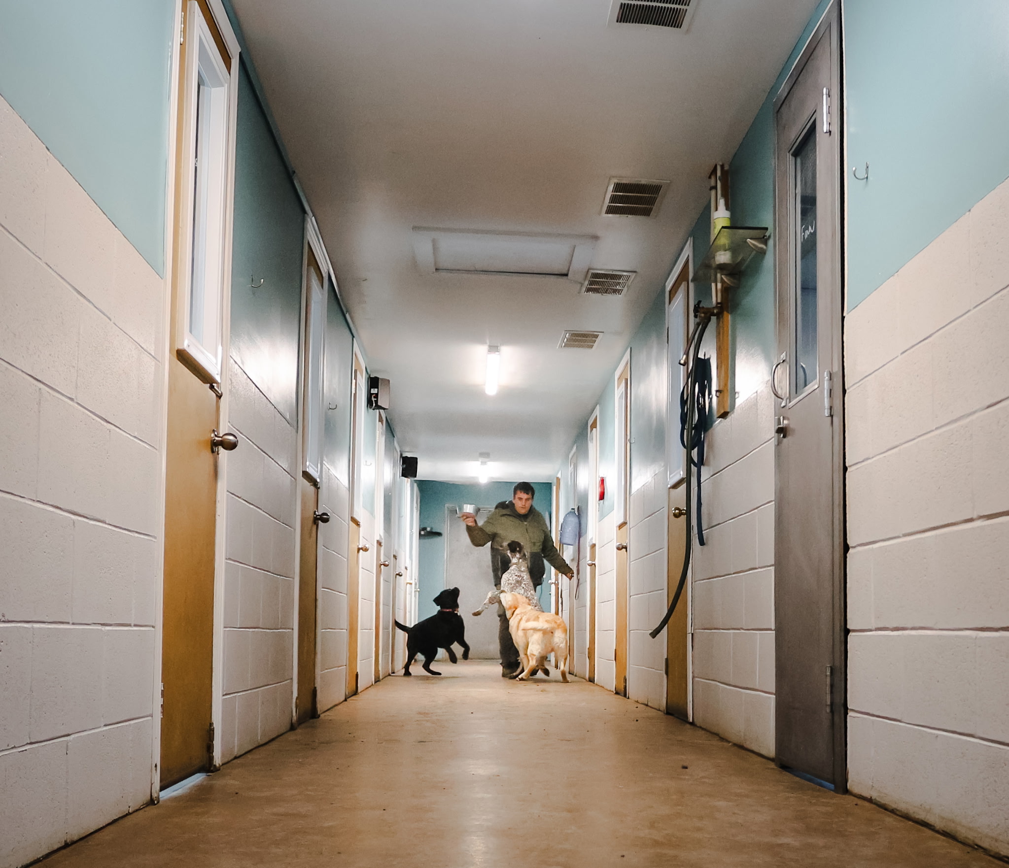 Two dogs reacting with raised energy toward a handler in a kennel hallway lined with private rooms.