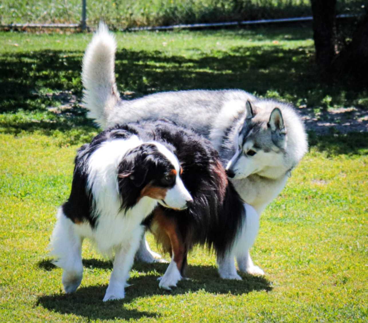 Two large dogs interacting calmly in a grassy outdoor play area