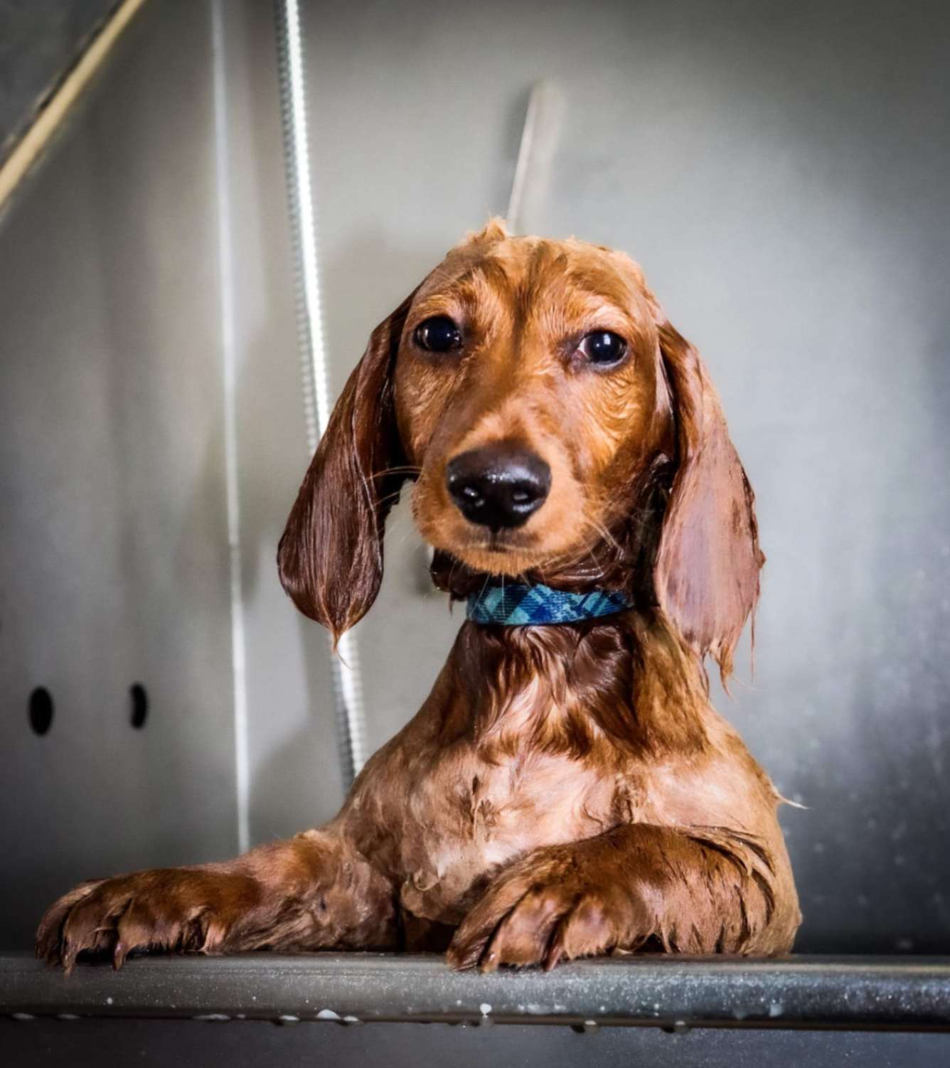 A long-haired red Dachshund in a grooming tub, looking directly at the camera with wet fur and a blue plaid collar.