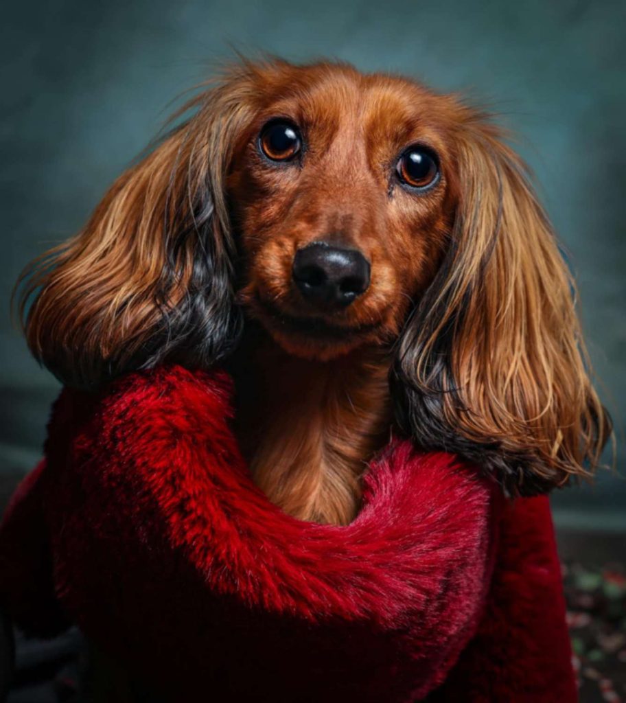 A close-up studio portrait of a long-haired red Dachshund with large, soulful brown eyes and flowing ears, nestled in a plush red faux-fur wrap against a teal background.