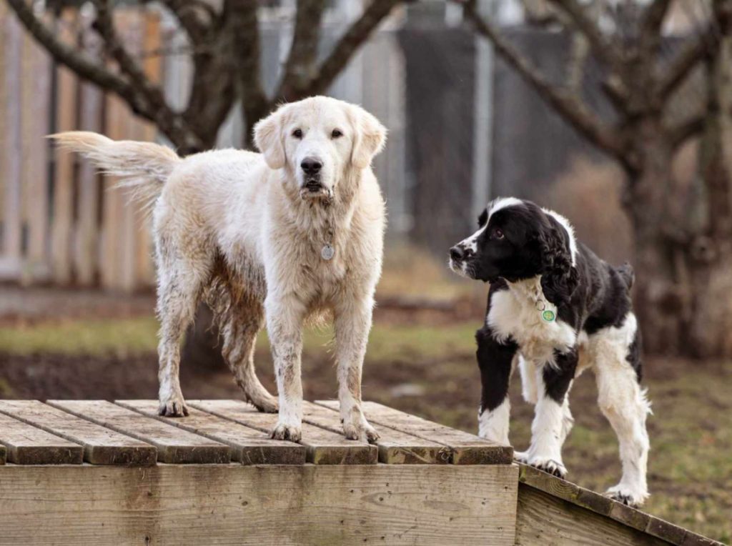 A muddy cream Golden Retriever and a black and white Spaniel standing on a wooden deck.