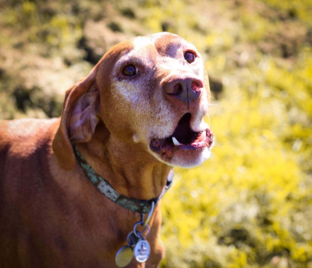 Senior brown dog outdoors with mouth slightly open, looking alert and ready to bark.