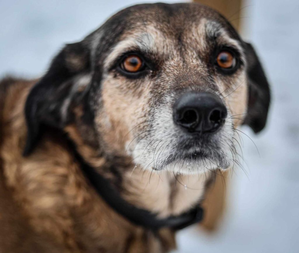 Senior mixed-breed dog with a calm, attentive expression indoors.