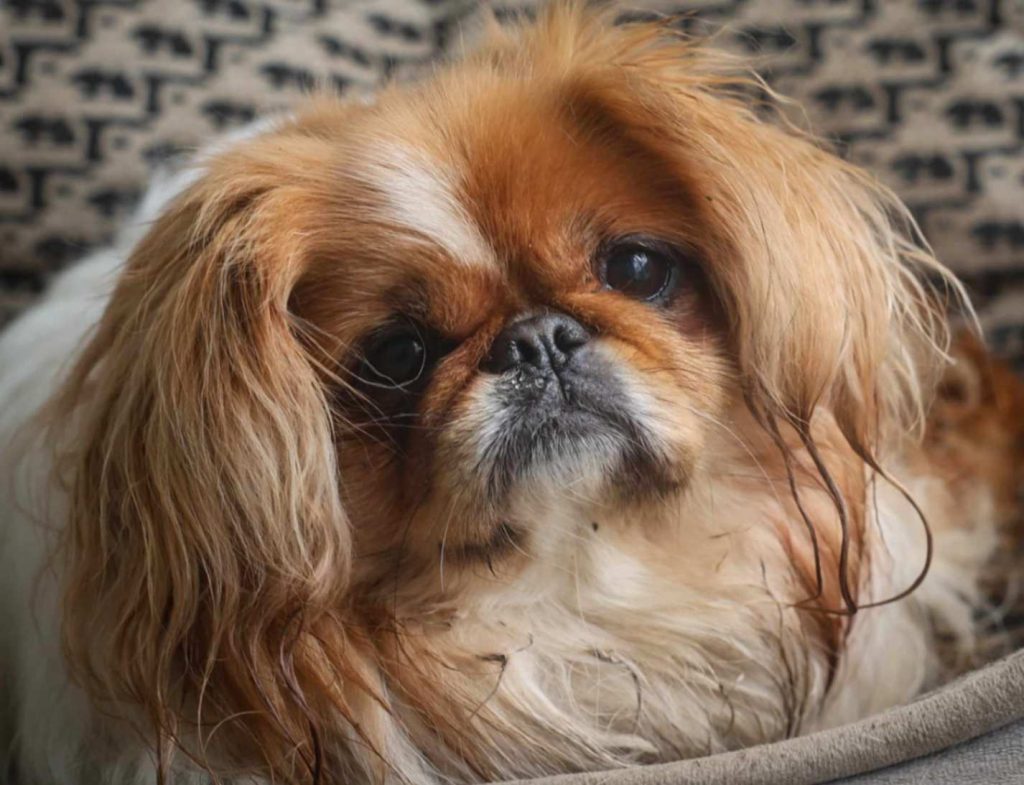 Shih Tzu resting indoors with a calm, relaxed expression.