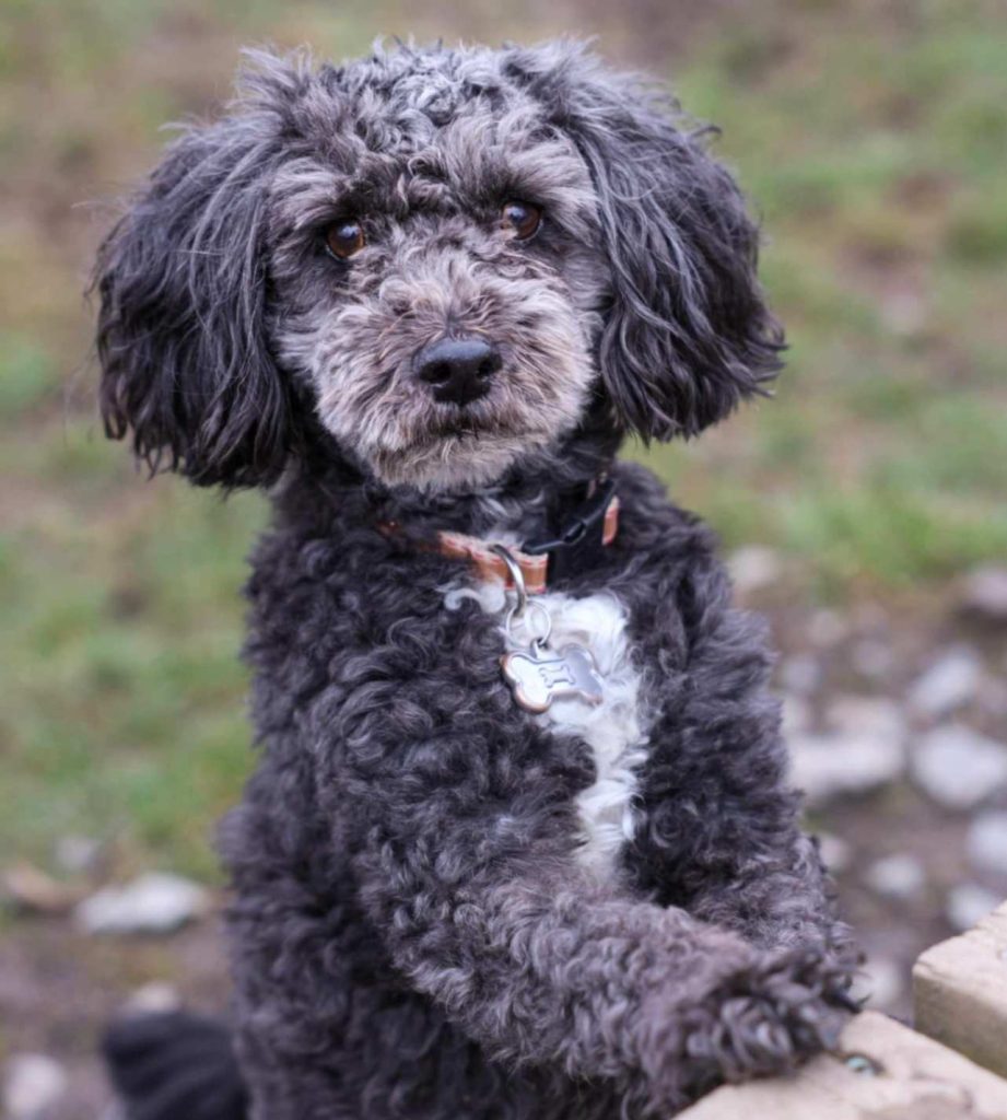 Small curly-haired dog standing outdoors, looking calmly at the camera.