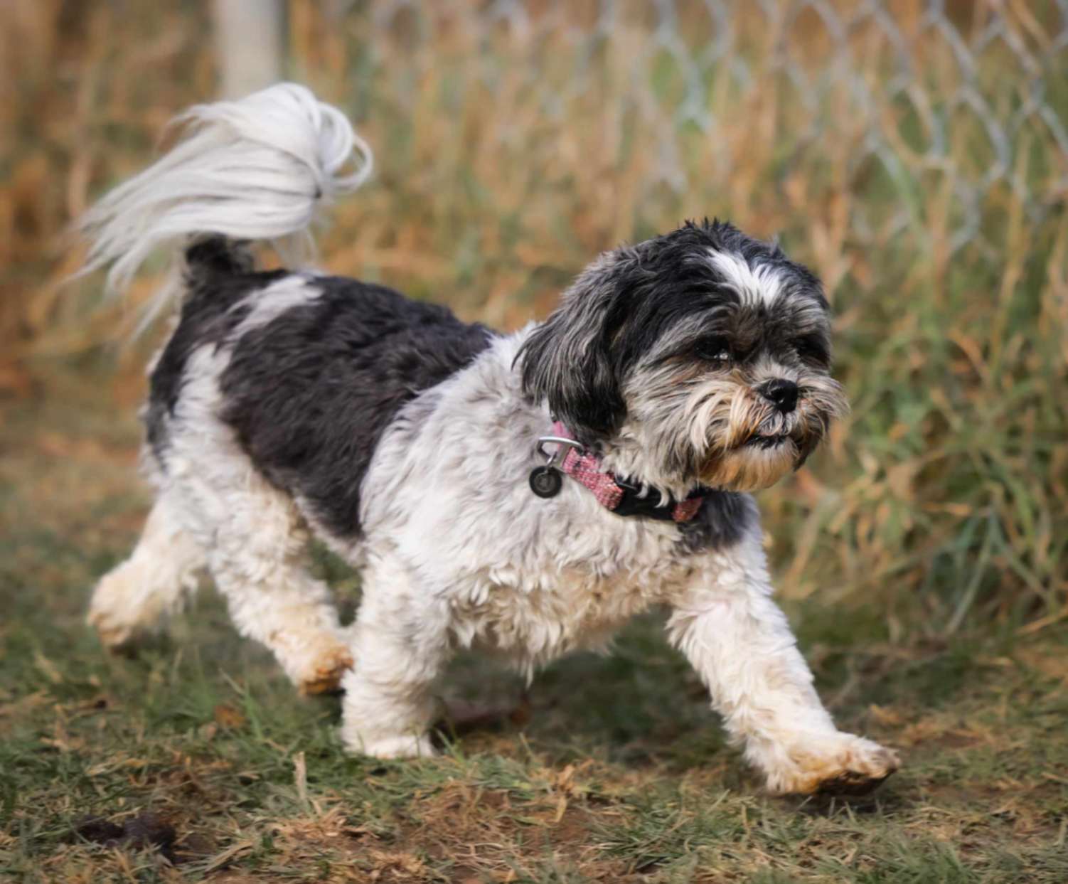 Small black and white dog walking calmly in an outdoor fenced play yard at a dog boarding facility